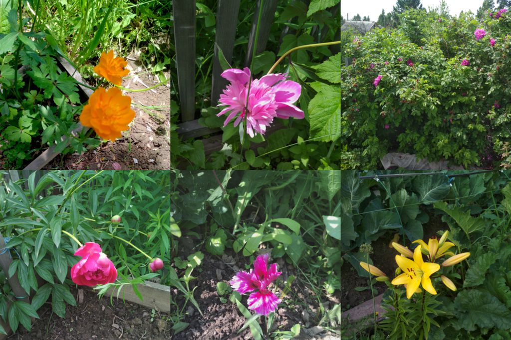 flowers